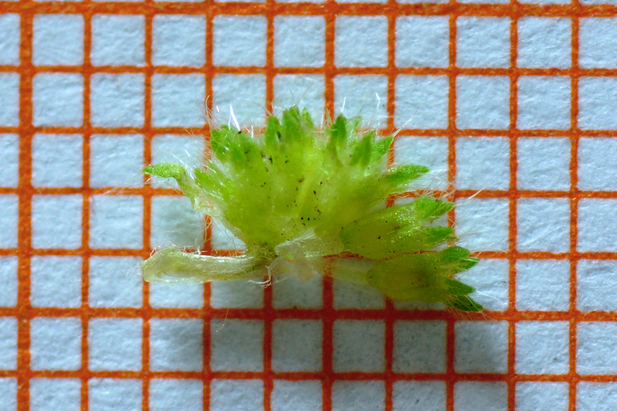 Aphanes pusilla (sensu Arrigoni, 2010) / Ventaglina corsa